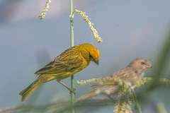 Sicalis flaveola