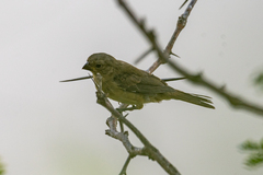 Sporophila caerulescens