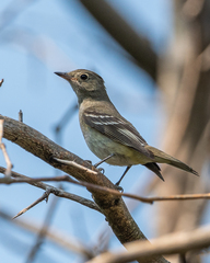 Elaenia parvirostris