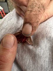 Elhamma australasiae