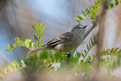 Elaenia parvirostris