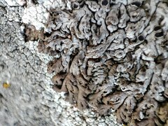 Anaptychia runcinata