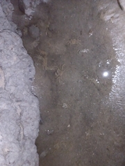 Cyrtograpsus angulatus