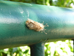 Lepidoptera