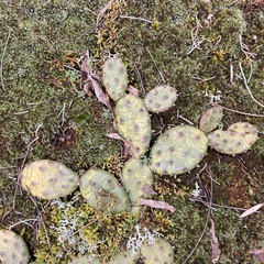 Opuntia mesacantha