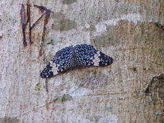 Hamadryas amphinome