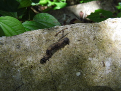 Lepidoptera