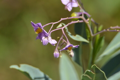 Solanum glaucophyllum
