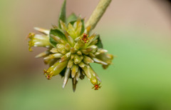 Gomphrena perennis