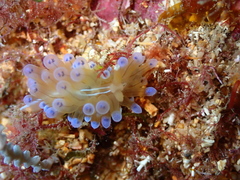 Antiopella cristata