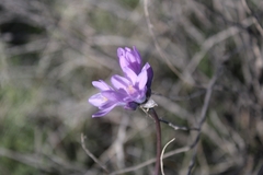 Dipterostemon capitatus pauciflorus