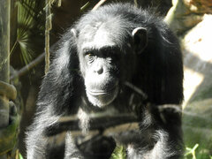 Pan troglodytes