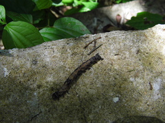 Lepidoptera