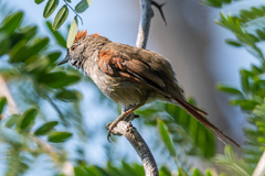 Synallaxis frontalis