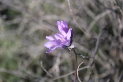 Dipterostemon capitatus pauciflorus