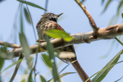 Synallaxis frontalis