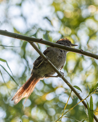 Synallaxis frontalis