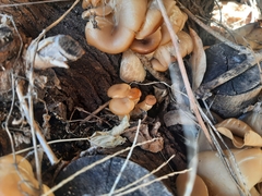 Crepidotus mollis