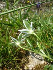 Ornithogalum umbellatum