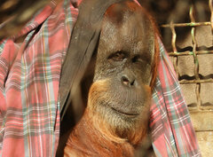 Pongo