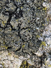 Hyperphyscia adglutinata