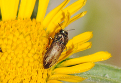 Anthaxia umbellatarum