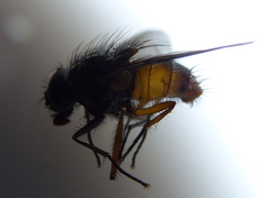 Phaonia subventa