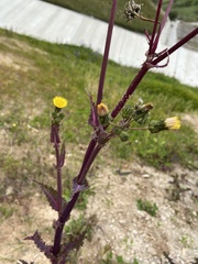 Sonchus asper