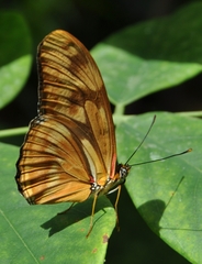 Dryas iulia