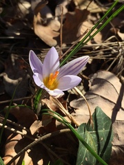 Crocus biflorus