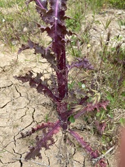 Sonchus asper