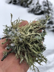 Evernia mesomorpha