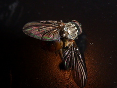 Phaonia subventa
