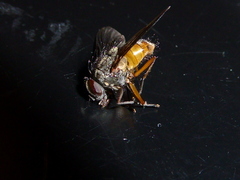 Phaonia subventa