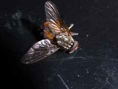 Phaonia subventa