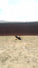 Hypodynerus labiatus