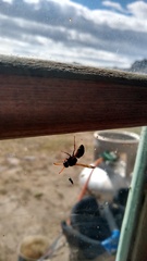 Hypodynerus labiatus