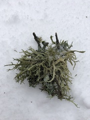 Evernia mesomorpha