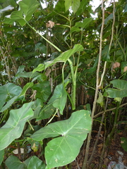 Montrichardia arborescens