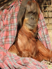 Pongo