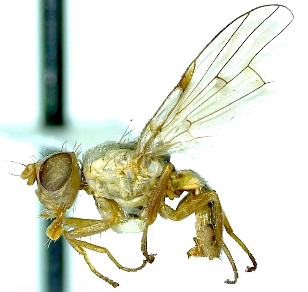 Neaspilota viridescens