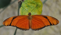 Dryas iulia