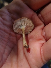 Lentinus arcularius