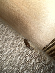 Periplaneta fuliginosa