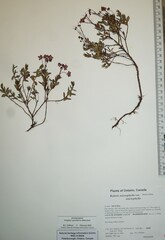 Kalmia microphylla microphylla