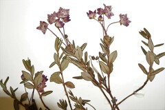 Kalmia microphylla microphylla
