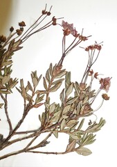 Kalmia microphylla microphylla