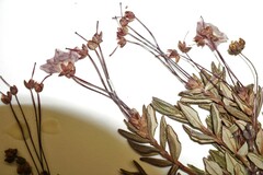 Kalmia microphylla microphylla