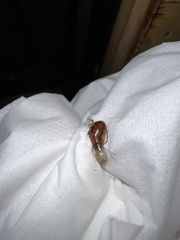 Periplaneta fuliginosa