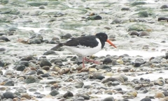Haematopus ostralegus